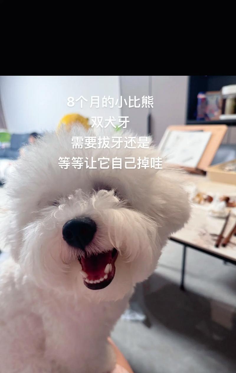 小狗8个月睡眠需求揭秘（了解小狗8个月时的睡眠时间和习惯）