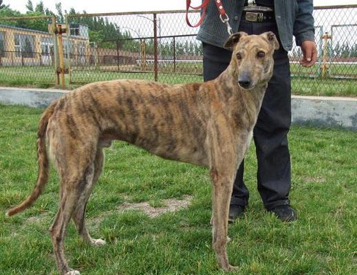 格力犬价格、性格特征及饲养建议（格力犬价格一览与其温和、忠诚、友善的性格特征）