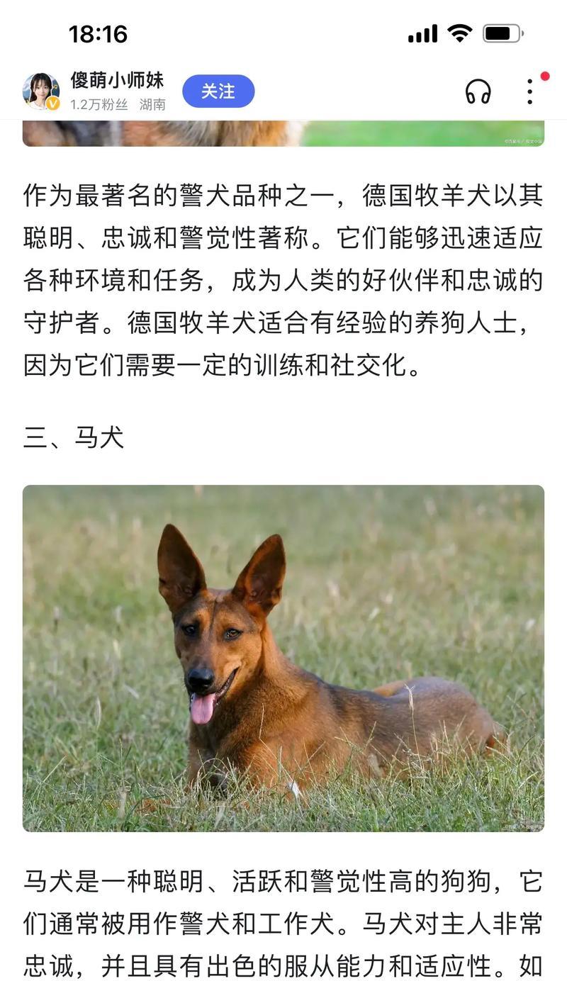 以马犬（揭示以马犬的优势及其在警犬领域的独特地位）