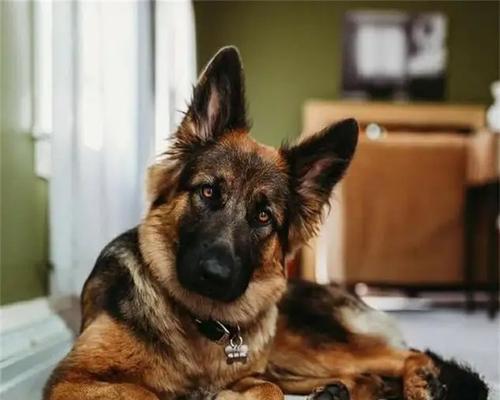 德牧幼犬驱虫的正确时间和饮食注意事项（了解适合德牧幼犬的驱虫时间和饮食规划，确保它们的健康成长）