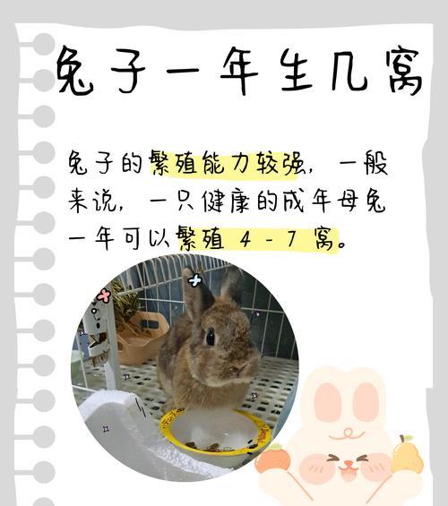母兔多久才会喂奶？（探索母兔哺乳周期和乳汁分泌时间的关键）