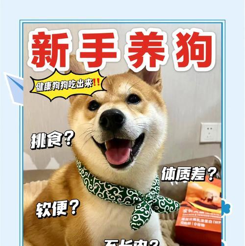 正确的幼犬饲养指南（培养健康成长的小狗乐园）