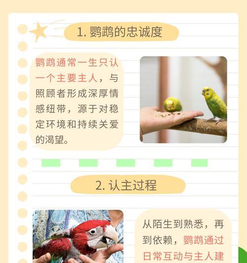 鹦鹉的价值与学说话能力（探索鹦鹉的智慧与与人类交流的能力）