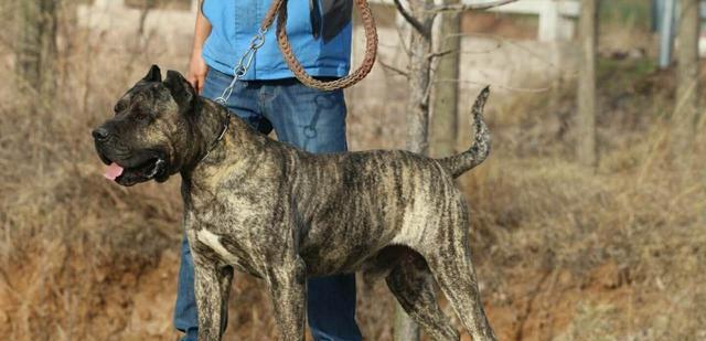 世界上两大烈性犬的彪悍与聪明（凶猛的犬类之王——猎豹犬与比特犬）