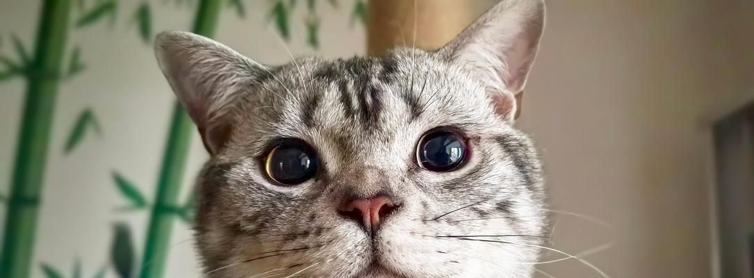 探寻短毛猫咪的魅力世界（解密短毛猫咪的特点与品种）
