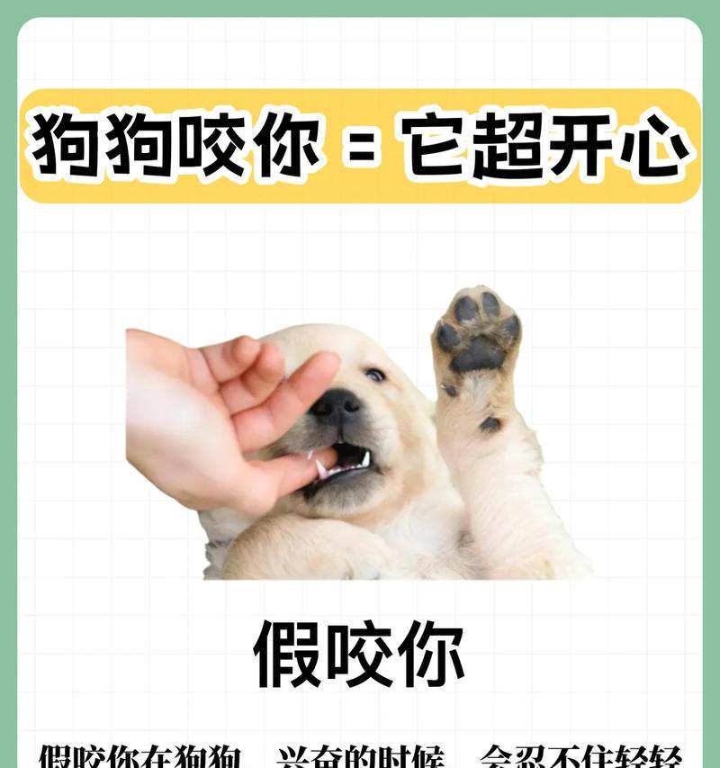 如何帮助狗狗纠正咬人行为（探究狗狗咬人的原因与有效解决方法）