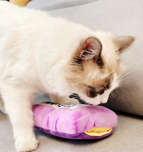 小猫的最佳玩具选择（一起来了解适合小猫玩的玩具吧！）