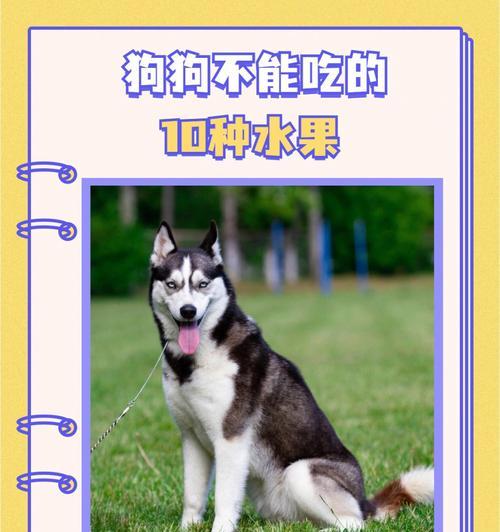 狗可以吃哪些水果？（解析狗狗食谱中可供选择的健康水果）