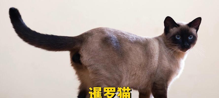 猫咪为什么会在地上到处打滚？（探究猫咪打滚行为的原因及意义）