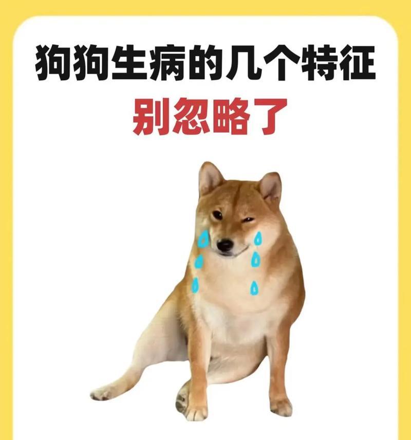 不要养这几种狗狗，费钱且难打理！（养狗应该谨慎选择，避免负担过重）