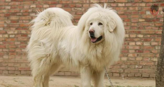 《全面了解178个宠物狗品种的全球图片大全》（从小型犬到大型犬，照片展示各类狗狗的可爱与魅力）