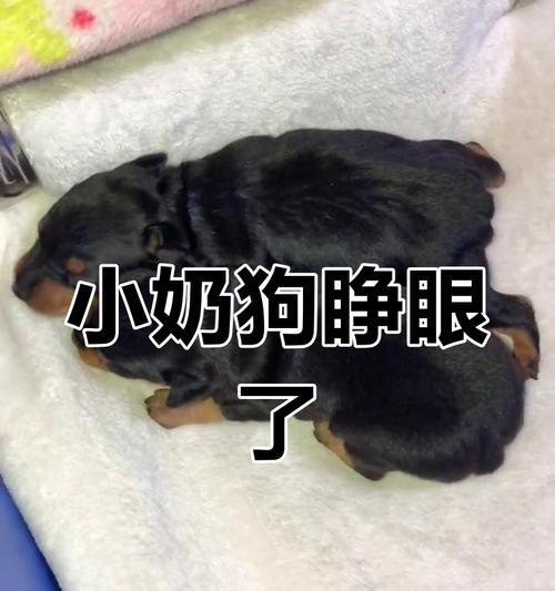 小狗眼睛的奇迹（小狗睁开眼睛需要的时间及影响因素分析）