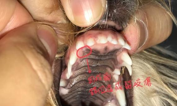 狗狗牙齿异常的症状及处理方法（了解狗狗牙齿异常，保护它们的口腔健康）