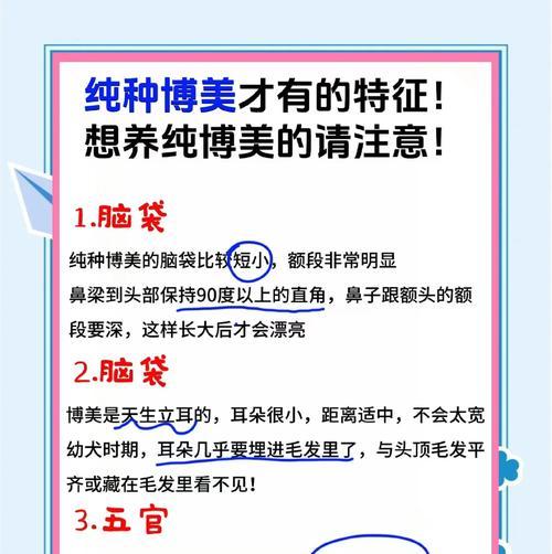 博美犬价格调查及分析（从毛色、地区分辨价格不一样）