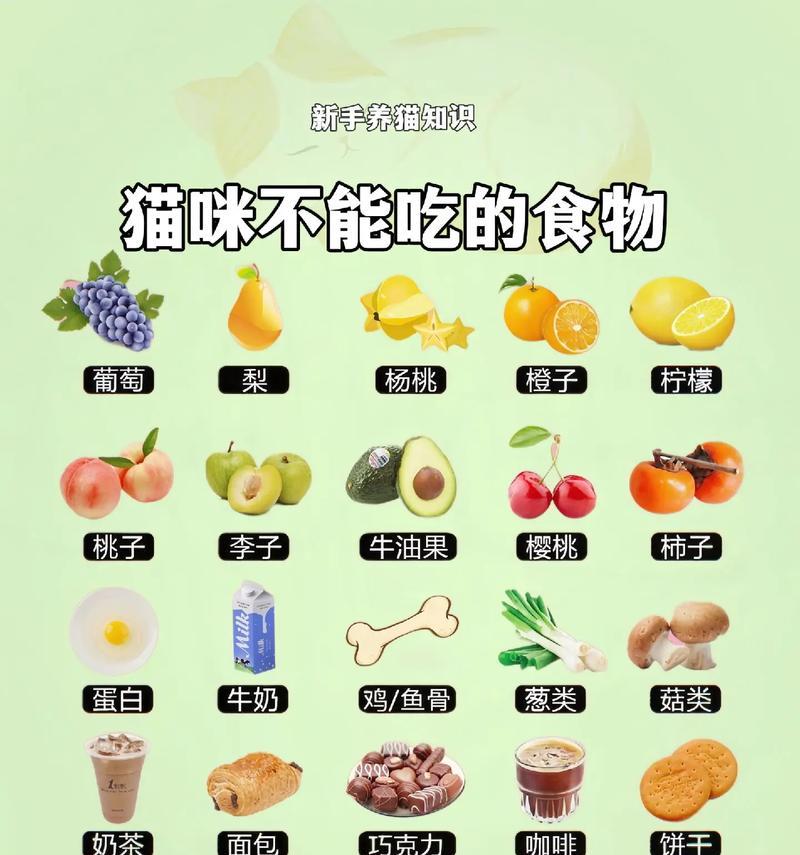 猫孕期食物（探索猫孕期所需营养，给你的猫宝贝最佳的呵护）