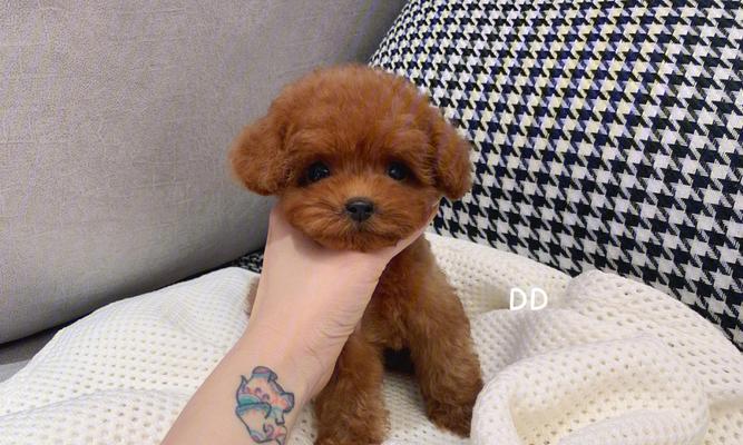 茶杯泰迪犬（可爱小巧的茶杯泰迪犬，忠诚友好的伴侣）