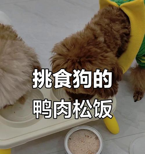 如何纠正狗狗的挑食坏习惯？（5步解决挑食问题，让狗狗爱吃狗粮）