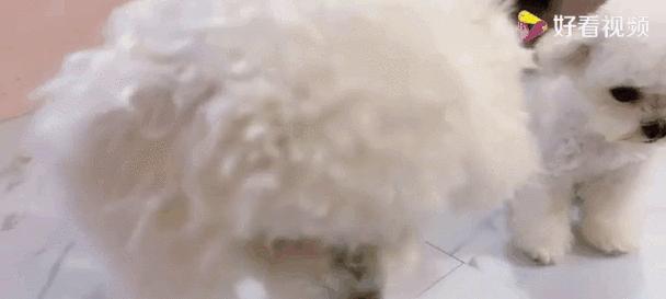 绝育，正确的避孕方式（狗狗不能靠吃鸡骨头避孕，绝育才是最安全可靠的方法）