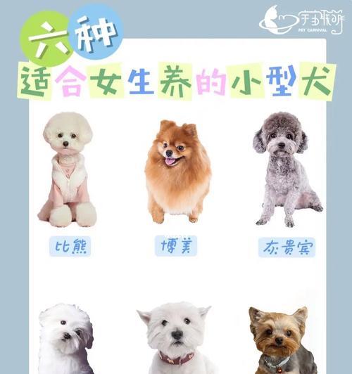 适合小孩养的小型犬品种（为孩子选择一只合适的小型犬伴侣）