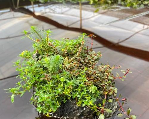 选择适合养草鱼的水草，打造理想的水草水族箱（挑选合适水草，为草鱼提供优越的栖息环境）