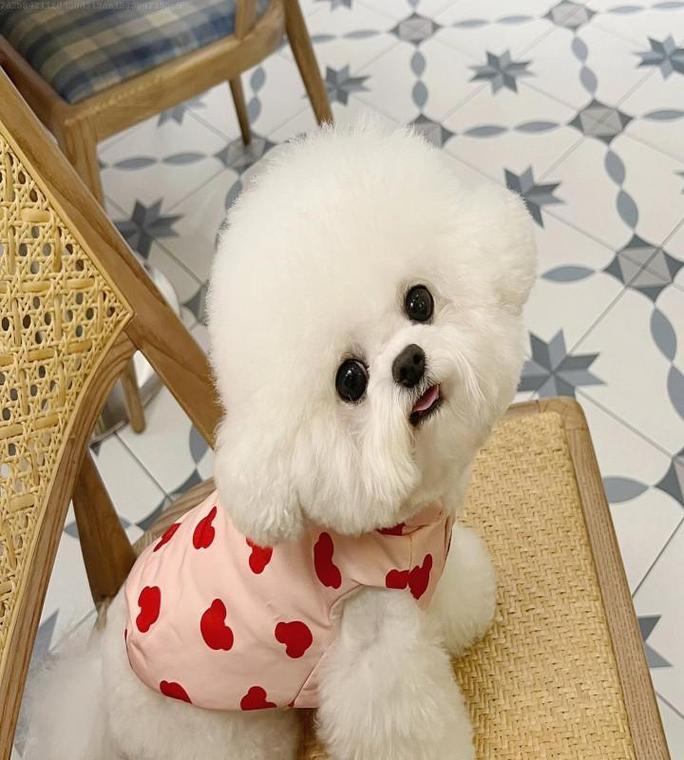 比熊犬购买指南（如何选购一只正宗的比熊犬）
