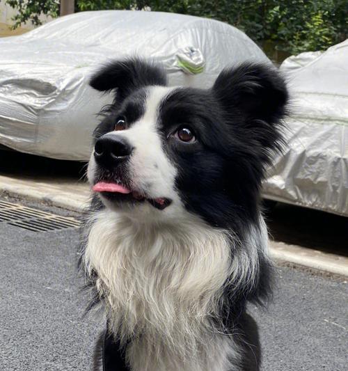 边牧寿命有多久？探究这一长寿犬种的生命奥秘（揭开边牧寿命之谜，了解如何延长它们的健康年华）
