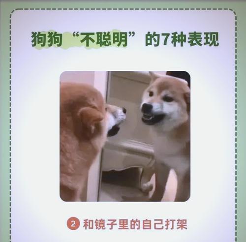 常见狗狗寿命排行榜（你的狗狗是否超龄了？）