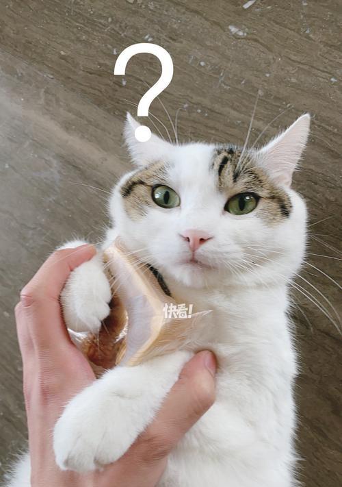猫咪社区（与喵星人相伴，共享无尽快乐）