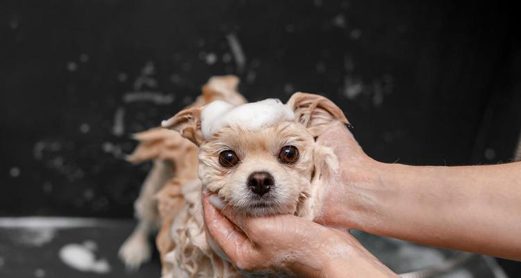 狗狗带回家后多久可以洗澡？（洗澡时间与关键因素）