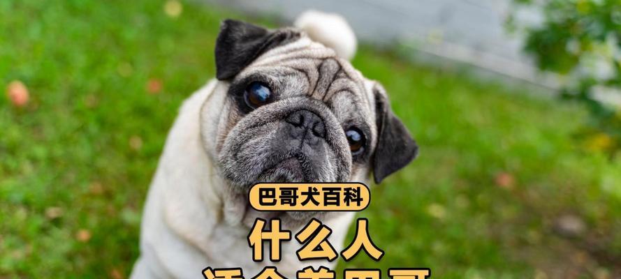探索以巴哥眼疾的病因及治疗方法（以巴哥眼疾的常见类型及预防措施）