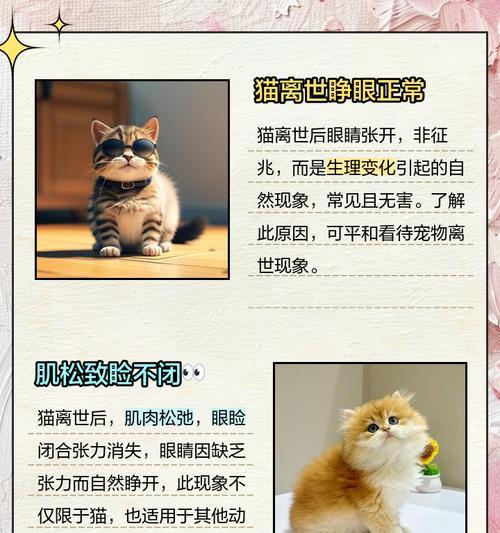 猫的眼睛（揭秘猫咪眼睛的奇妙旅程）
