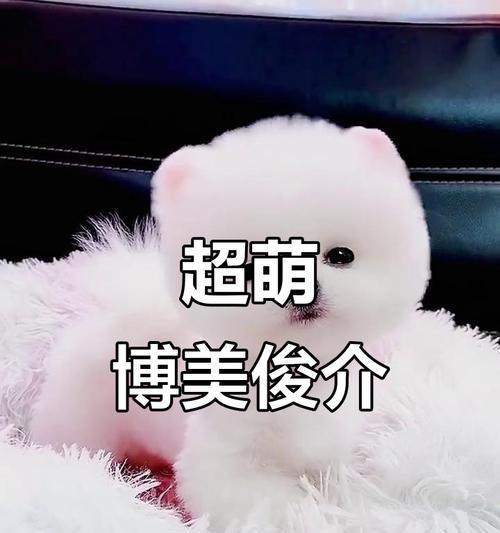 探索俊介犬与博美的区别及个人喜好（了解俊介犬和博美，发现你的心头好）