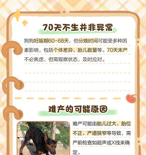狗狗怀孕多久能剖腹产？（剖腹产的关键时机和注意事项）