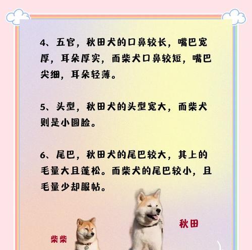 秋田犬的饲养指南——打造健康快乐的伙伴生活（了解秋田犬的特性，从饲养开始，）