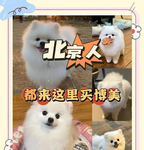 如何分辨博美犬是纯种犬还是串串？（揭秘纯种博美犬的7个特征，轻松辨别真假）