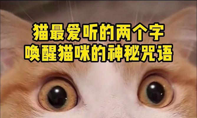 两个字的猫品种大揭秘（浅谈两个字的猫品种特点及养护）