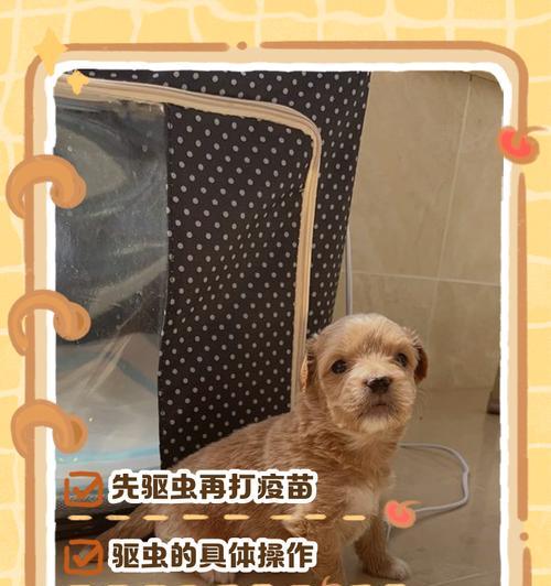 狗狗打完育苗后多久需要进行体内驱虫？（了解狗狗体内驱虫的时间表和注意事项）