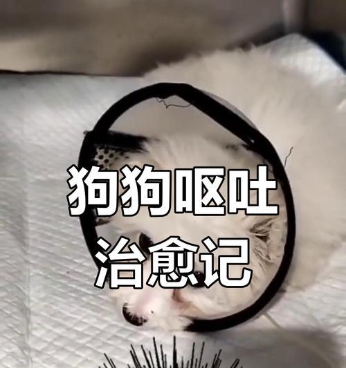 狗打点滴需要多久？（探究狗狗打点滴所需的时间及注意事项）