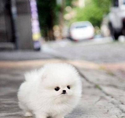 探索小型宠物犬的多样品种（了解不同品种特征及适合家庭的选择）