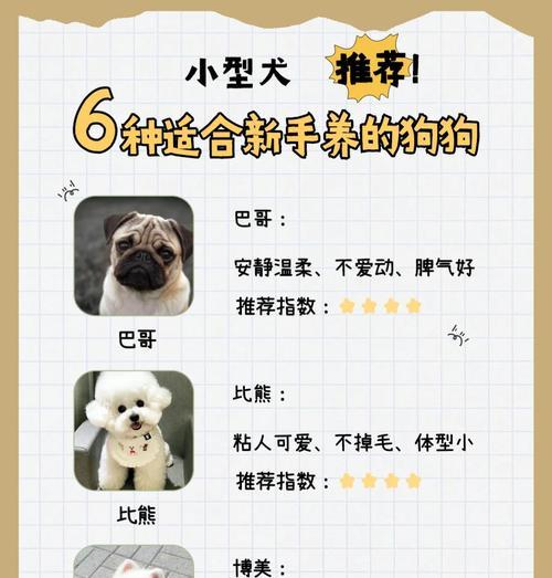 贵宾犬养护指南（关注贵宾犬的饲养方法，让它们越来越健康快乐）
