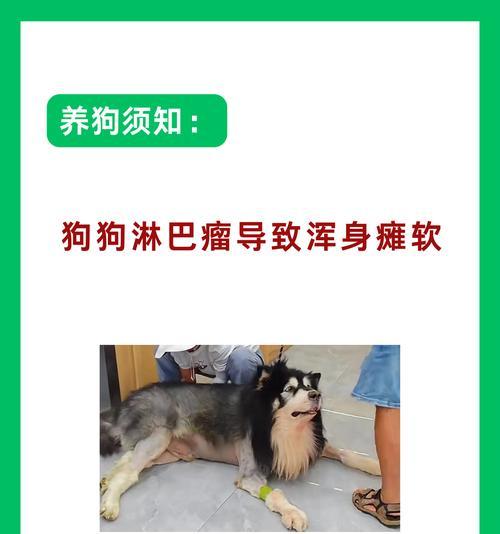 老年犬常见的4种肿瘤（了解老年犬肿瘤类型，做好早期诊断与治疗）