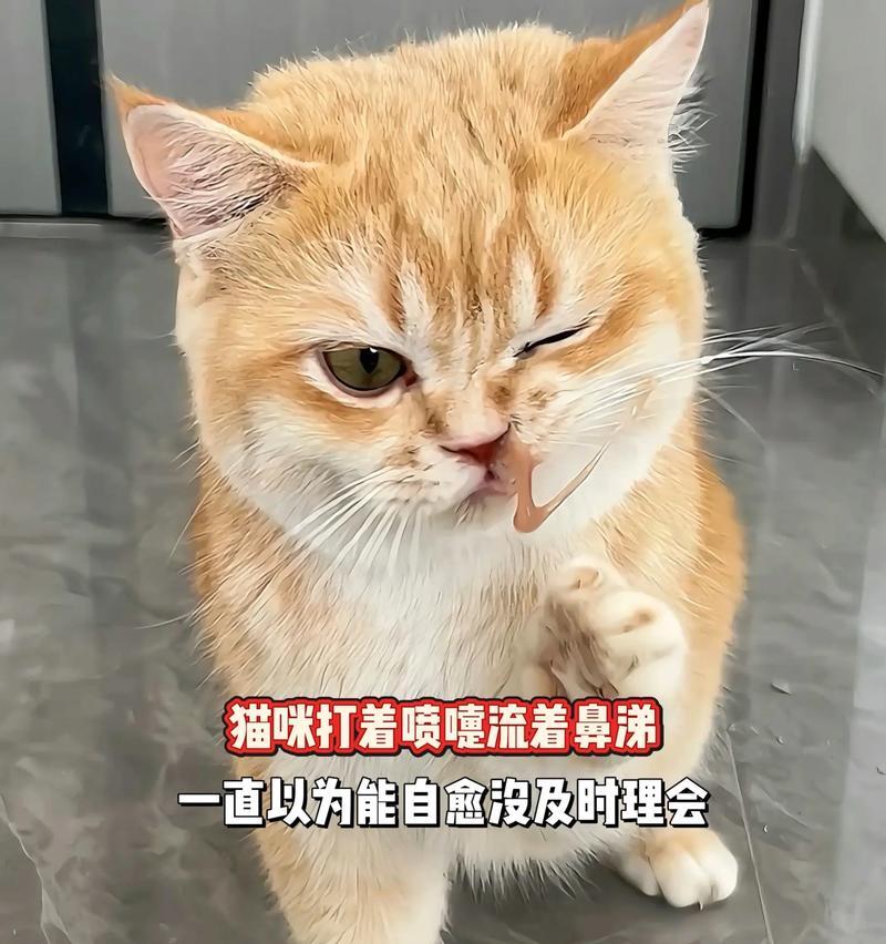 了解猫猫鼻支的愈合时间（探索猫猫鼻支愈合的时间及注意事项）
