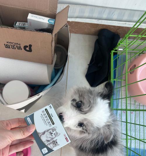 金毛犬的体内驱虫周期及重要性（了解金毛犬体内驱虫周期，保证宠物健康）
