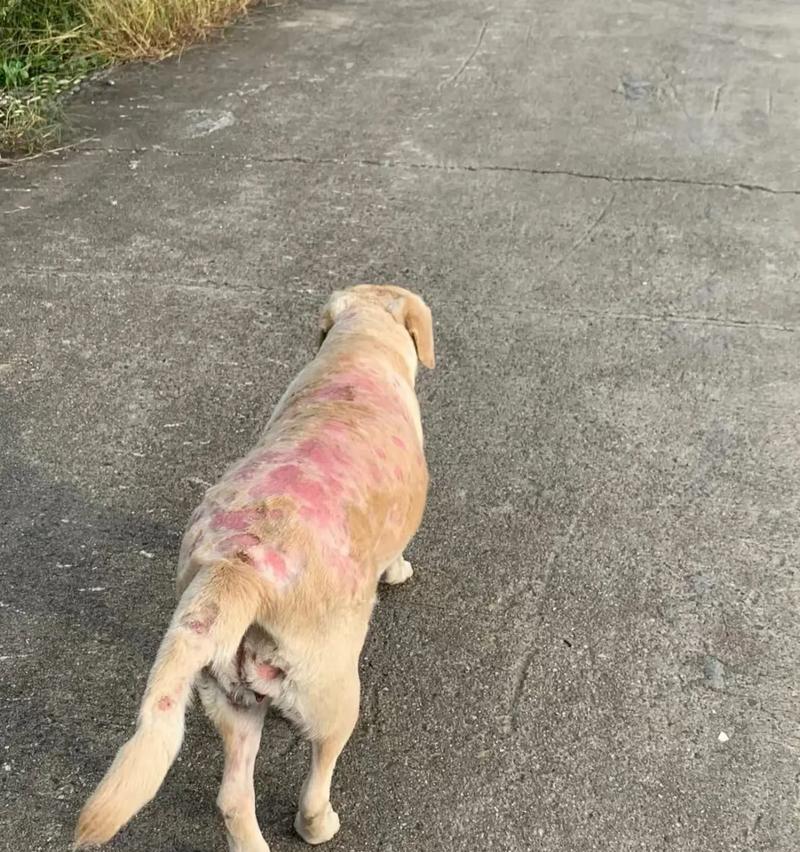 狗狗脸上皮肤病的类型及治疗方法（了解常见的狗狗脸上皮肤病，关注宠物健康）