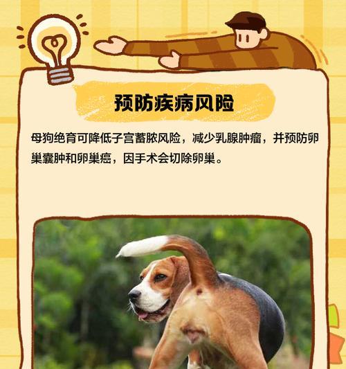 母狗绝育的时间及注意事项（为你的母狗绝育选择合适的时机）