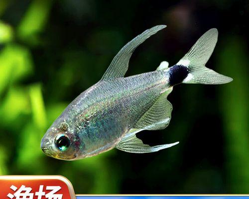 适合养的小型鱼品种及养殖要点（选择适合初学者的小型鱼品种，带你轻松开始养鱼之旅）