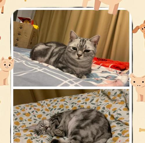 猫咪的罐头饮食频率（揭秘猫咪为何每日只需一次罐头）