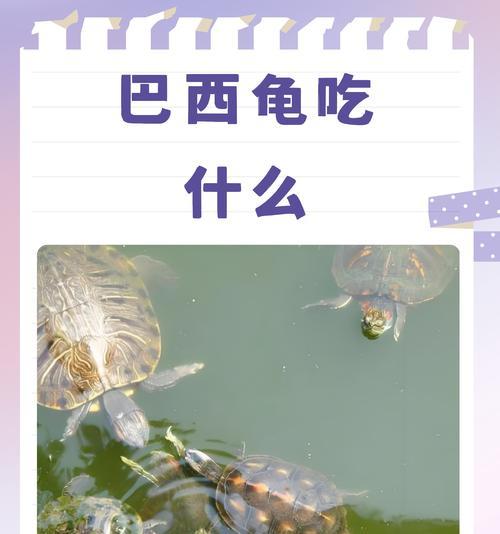 乌龟身上的禁忌食物（保护乌龟健康，远离这些食物）