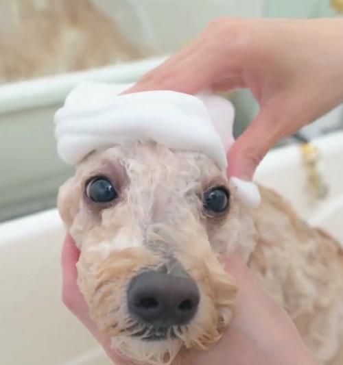 养猫的费用与准备（了解养猫的经济成本和必备物品，让你从容养宠）