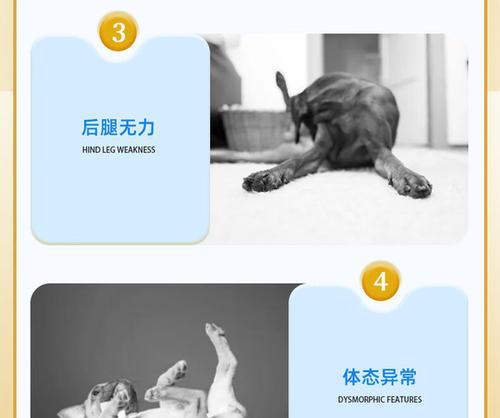 狗的钙补充需求及频率（探索狗狗钙补充的最佳频率和方法）